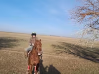 Ձի, Ձիեր — լուսանկար 6