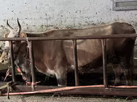 Կով, Latvian Blue cattle — լուսանկար 2
