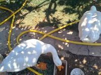 Geese — عکس 3