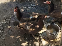 Ducks — φωτογραφία 6
