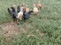 Chickens — 5-сурет