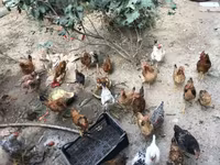 Chickens — foto 1