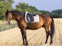 Koń, Hungarian horse breed — zdjęcie 3