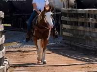 Kuda jantan, American paint horse — foto 8