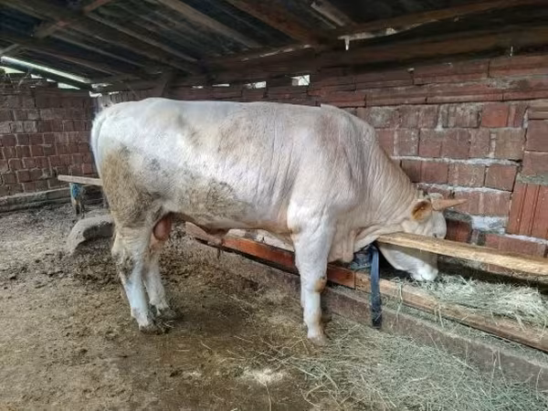 Bull, Simmental cattle — Hungary