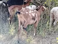 Capră, Nubian Goat — foto 5