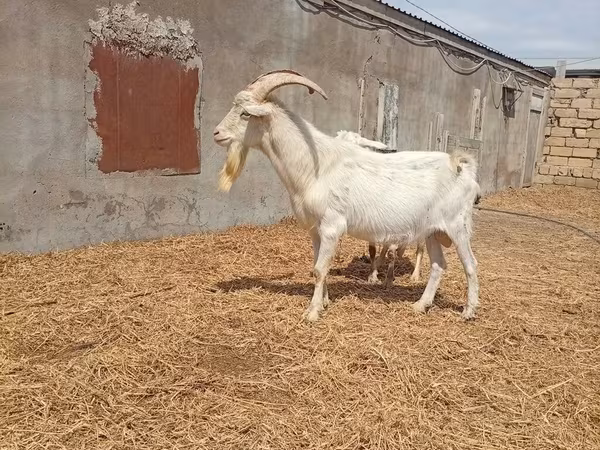 Ямааны ухна, Saanen goat