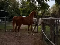 Kısrak, Hungarian horse breed — foto 3