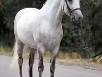 اسب نر, Falabella — عکس 1