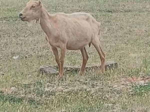بز نر, Saanen goat