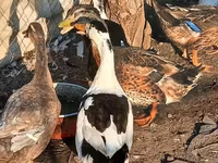Ducks — ảnh 1