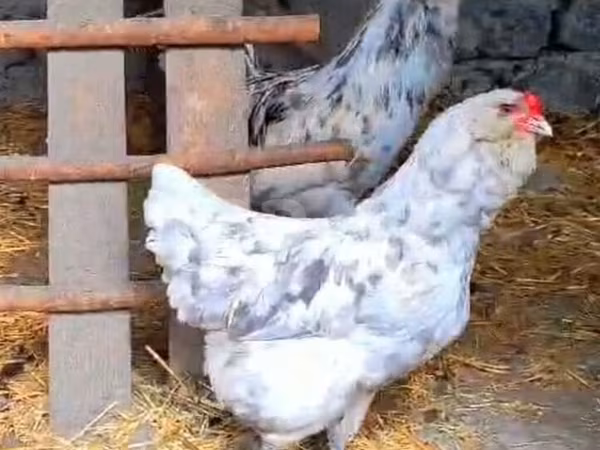 استرالیایی پیت گیم فاول