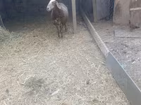 Kambing betina, Sheep — foto 3