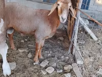 แกะตัวผู้, Rhon sheep — รูปภาพ 2