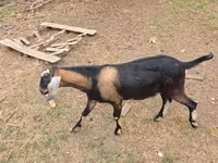 بز نر, Nubian Goat — عکس 5