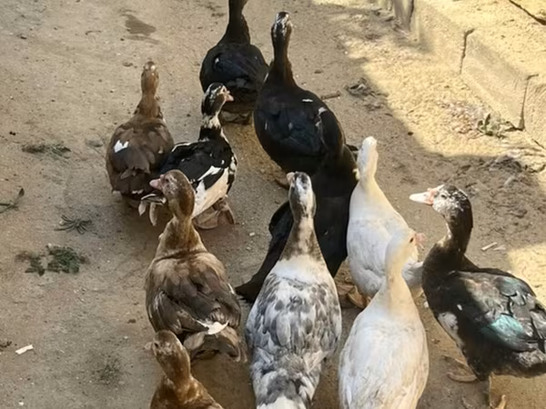 مسکوی خانگی