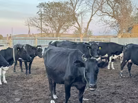 วัวตัวเมีย, Swiss cattle — รูปภาพ 4