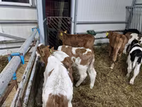 Sığır (parti, cinsiyet belirtilmedi), Russian Black pied cattle — foto 2