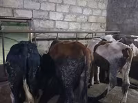 Taureau, Russian Black pied cattle — photo 4