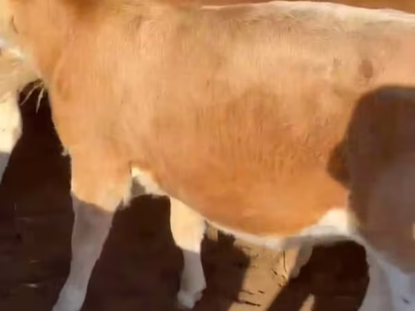 Býk, Auliakolská plemena