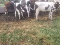 Bull, Cattle — photo 3