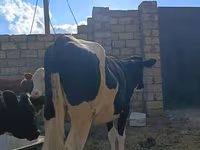 Ko, Simmental cattle — foto 4