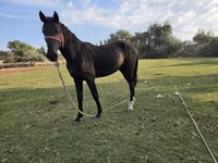 Hengst, Friesian sport horse — foto 2