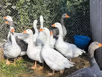 Geese — फ़ोटो 6