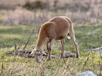 Bélier, Dorper sheep — photo 6