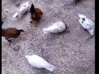 Chickens — عکس 3
