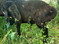 قوچ, Hissar sheep — عکس 3