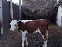 วัวตัวผู้, Swiss cattle — รูปภาพ 3