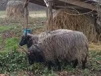 Ovce, Racka sheep — foto 3