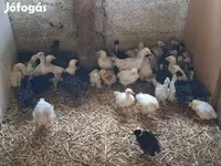 Chickens — ảnh 2