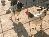 Chickens — عکس 5