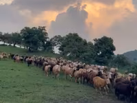 Kambing betina, Hissar sheep — foto 2