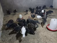 سفید سینه‌پهن — عکس 6