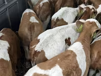 Býk, Simmental cattle — foto 2