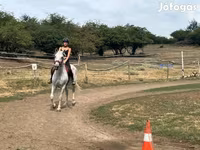 घोड़ी, Hungarian horse breed — फ़ोटो 2
