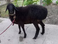 Kambing jantan, Sheep — foto 6