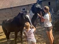 Kůň, Nonius horse — foto 7