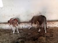 วัวตัวผู้, Simmental cattle — รูปภาพ 4