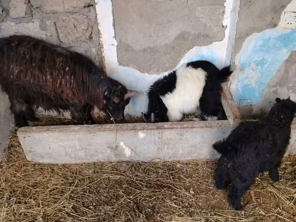 Kambing betina, Goats