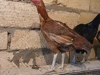 Chickens — عکس 4