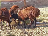 قوچ, گوسفند — عکس 3