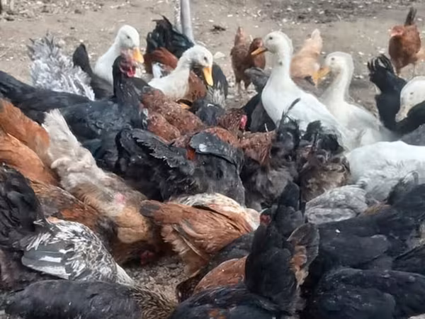 Chickens