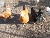 Chickens — φωτογραφία 4