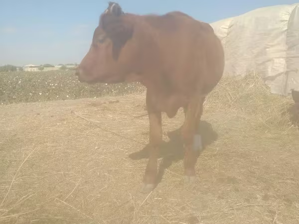 Bovine (lot, sex nespecificat), Bovine