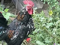 Japansk Bantam — foto 8