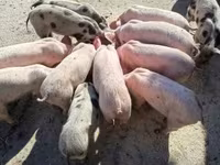خوک (گروه، جنسیت مشخص نشده), خوک — عکس 1